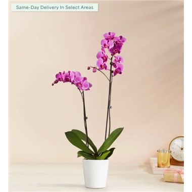 Double Orchid Plant
