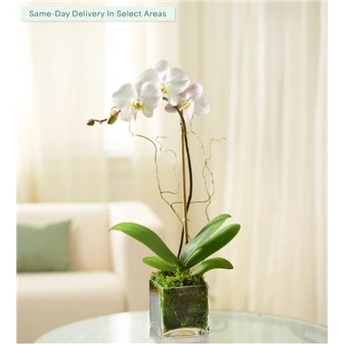 Single Stem White Orchid